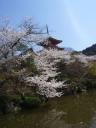 kyotosakura002.jpg