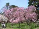 kyotosakura003.jpg