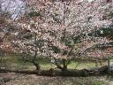 kyotosakura007.jpg