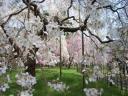 kyotosakura008.jpg