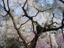 kyotosakura009.jpg