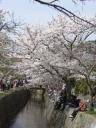 kyotosakura010.jpg