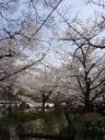 kyotosakura011.jpg