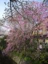 kyotosakura013.jpg