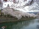 kyotosakura016.jpg