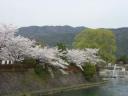 kyotosakura017.jpg
