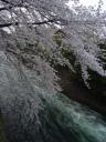 kyotosakura018.jpg