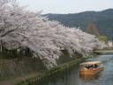 kyotosakura019.jpg