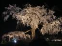 kyotosakura23.jpg
