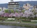 kyotosakura26.jpg
