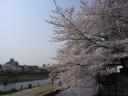 kyotosakura28.jpg