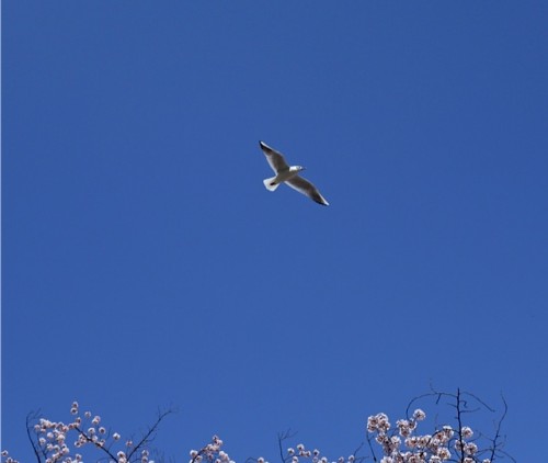 2015ueno001