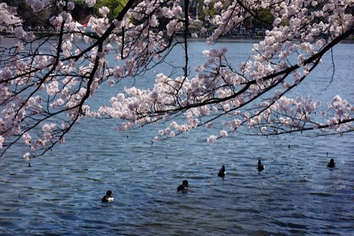 2015ueno08